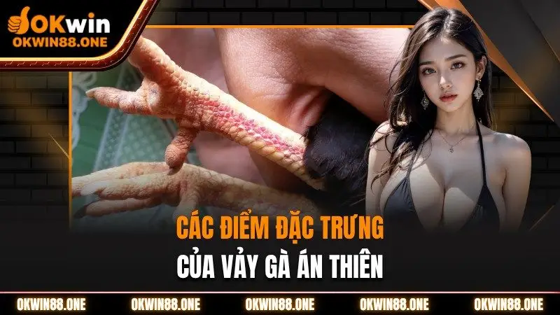 Đặc điểm đặc trưng của vảy gà án thiên OKWIN