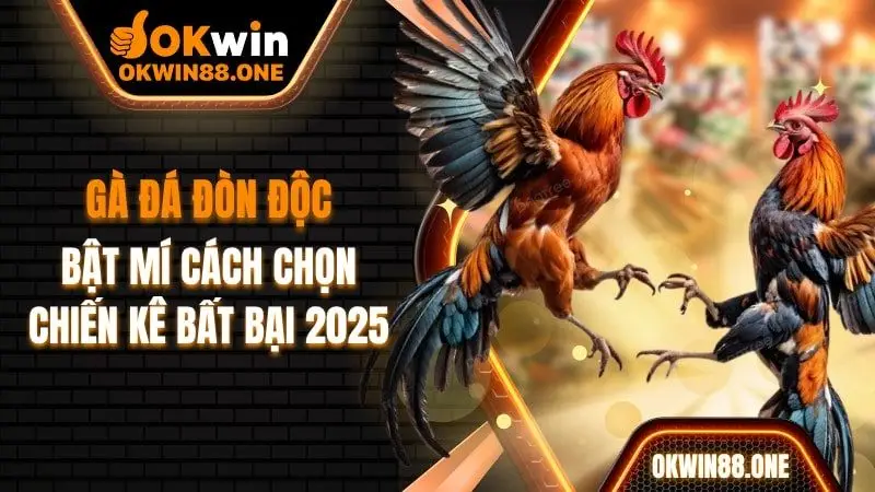Gà đá đòn độc bật mí cách chọn chiến kê bất bại OKWIN