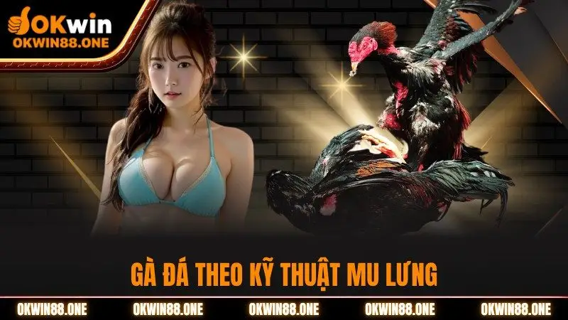 Gà đá theo kỹ thuật mu lưng OKWIN