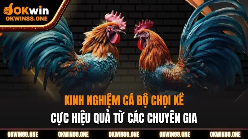 Kinh nghiệm cá độ chọi kê cực hiệu quả từ các chuyên gia OKWIN