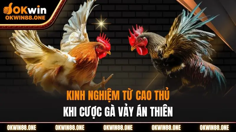 Kinh nghiệm từ cao thủ khi cược gà vảy án thiên OKWIN