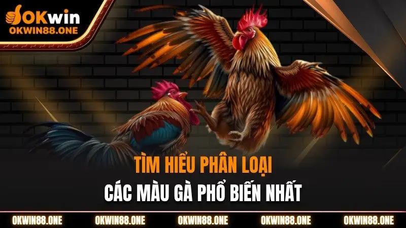 Tìm hiểu phân loại các màu gà phổ biết nhất OKWIN