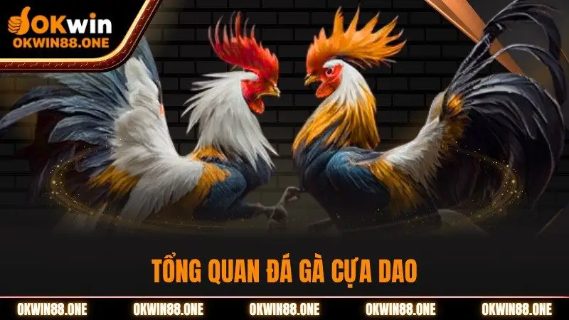 Tổng quan đá gà cựa dao OKWIN