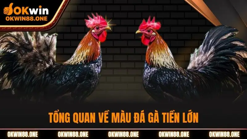 Tổng quan về màu đá gà tiền lớn OKWIN