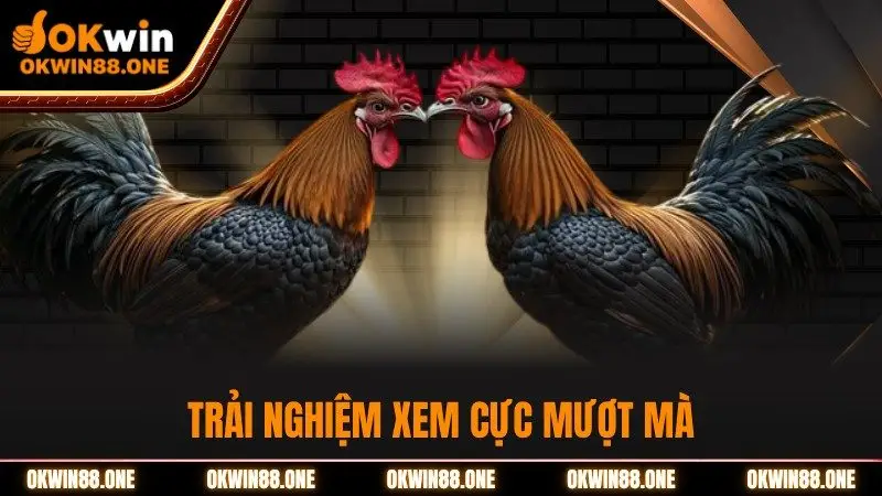 Trải nghiệm xem đá gà cựa dao cực mượt mà OKWIN