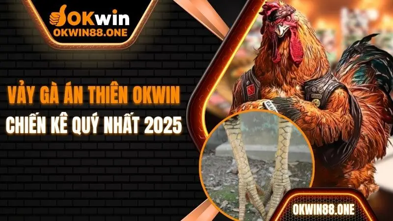 Vảy gà án thiên OKWIN chiến kê quý nhất